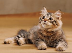 Siberian Cat Life Expectancy