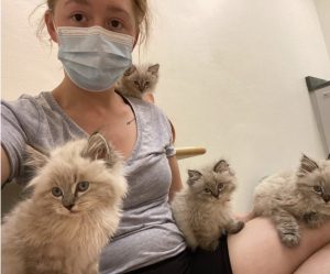 Siberian Cat Life Expectancy
