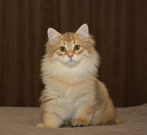 What Do Siberian Kittens Eat