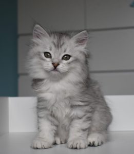 Do Siberian Cats Hibernate