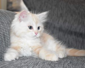 Siberian Cat Size Chart