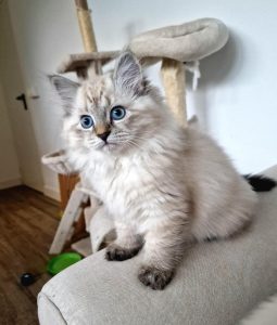 Ginger Siberian Cat For Sale