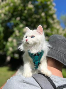 How Long Do Siberian Kittens Grow