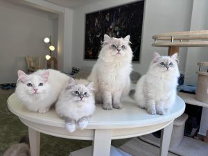 Ginger Siberian Cat For Sale