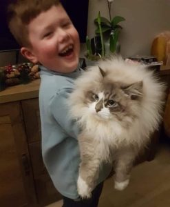 Siberian Cat Lifespan