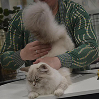 Siberian Beauty Cattery