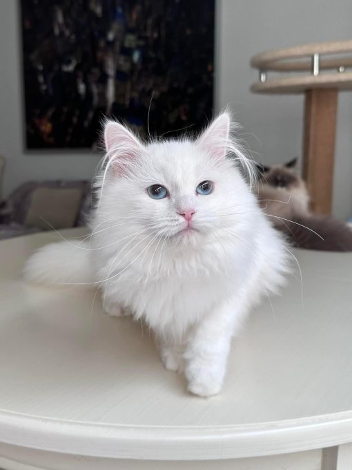 Places Buy Siberian kittens 