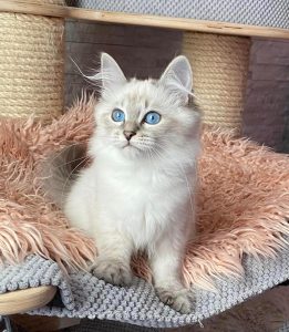 Katalina Siberian Kittens