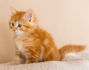 Golden Siberian Cat 