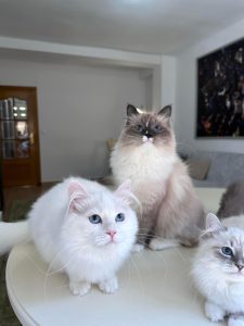 Silver Siberian Cat