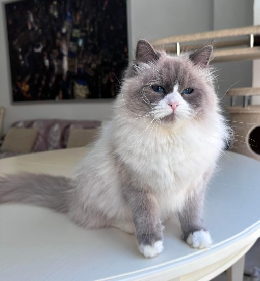 Siberian Kitten for Sale