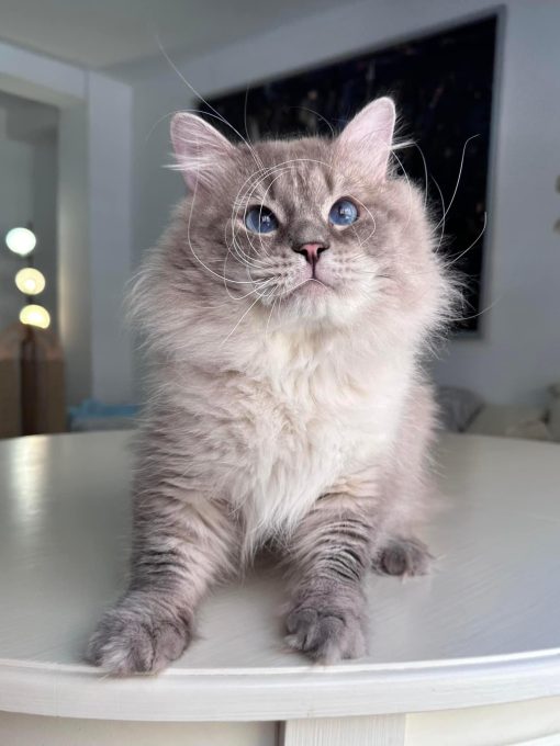 Siberian Kitten for Sale