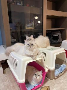 Siberian Hypoallergenic