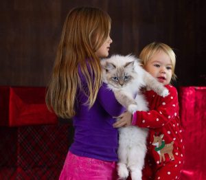 Do Siberian Cat Smell 