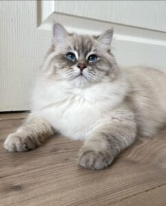 When Do Siberian Cats Stop Growing
