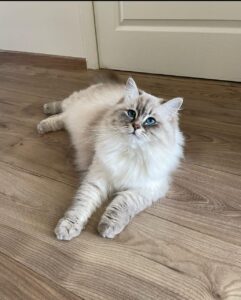 Average Siberian Cat Weight