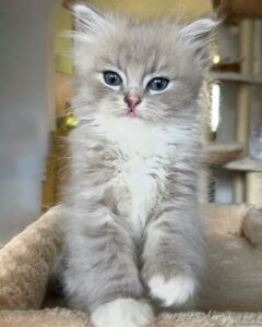 Siberian Cattery
